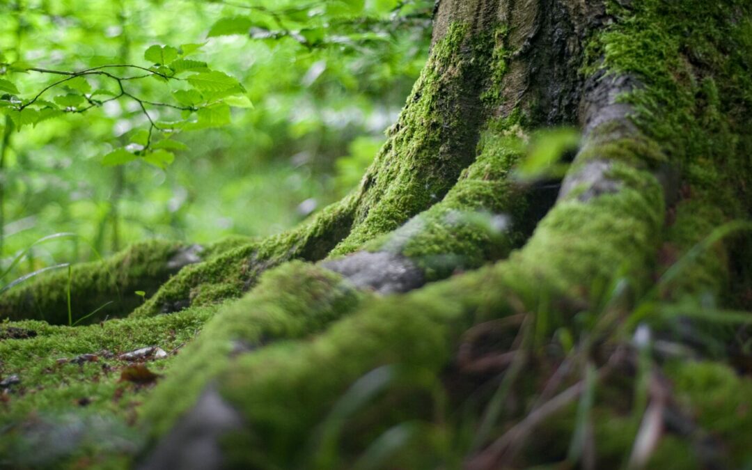 L’arbre, un puits de carbone…